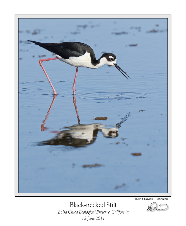 Black-necked Stilt 2.jpg