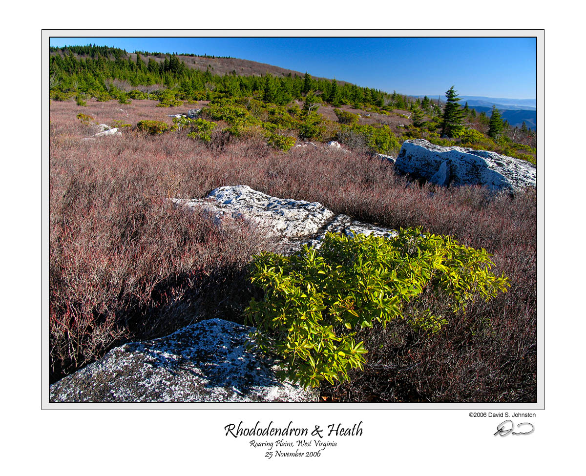 Rhododendron  Heath.jpg