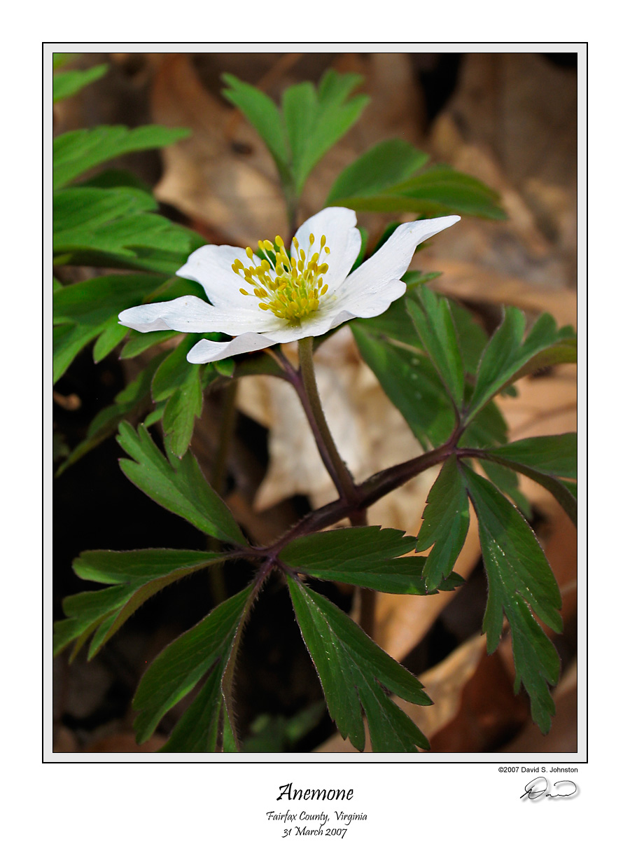 Anemone.jpg