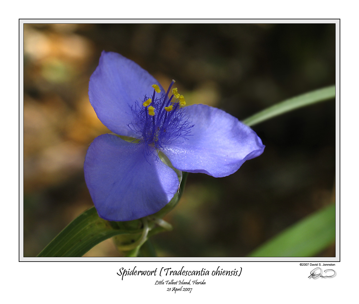 Spiderwort.jpg