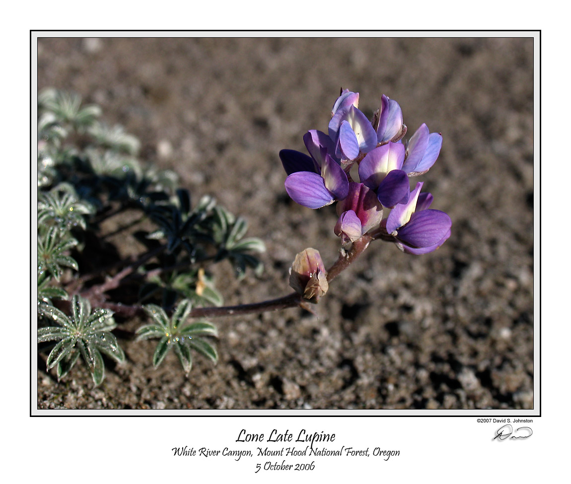 Lone Late Lupine.jpg