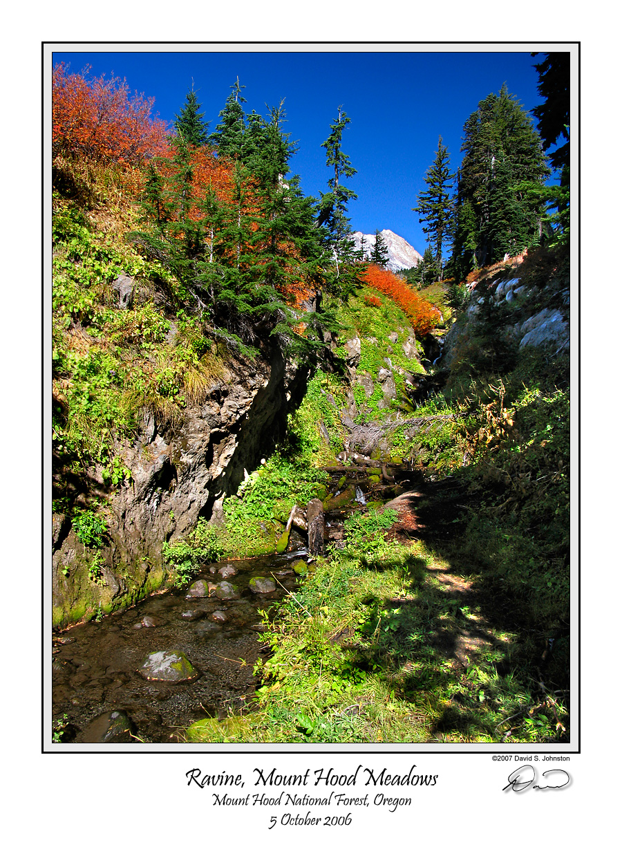 Meadows Ravine.jpg