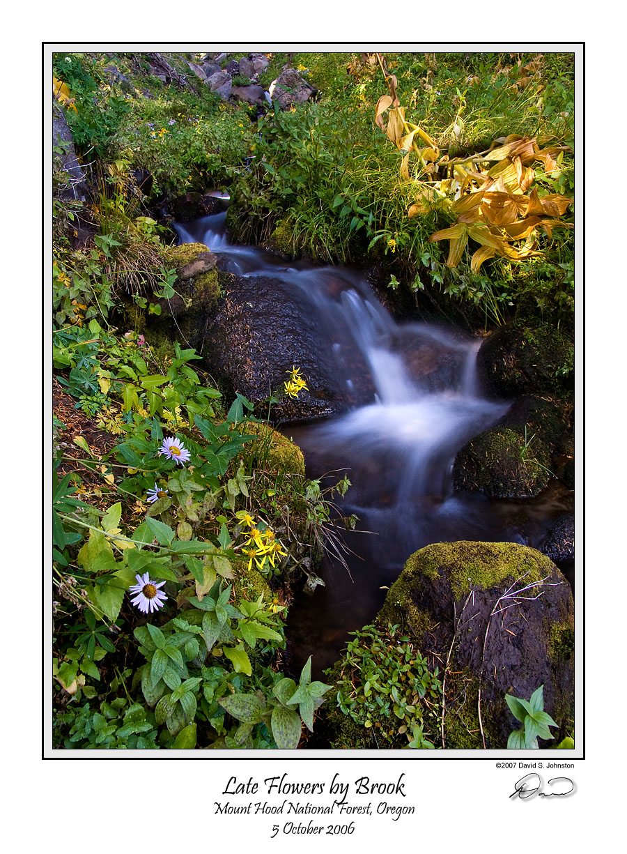 Flowers by Brook.jpg