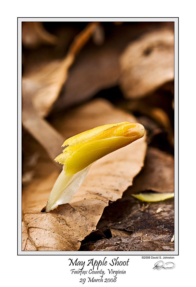 May Apple Shoot.jpg