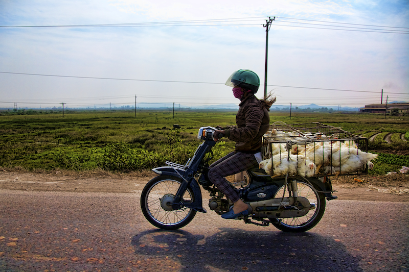 Chickens from Hanoi