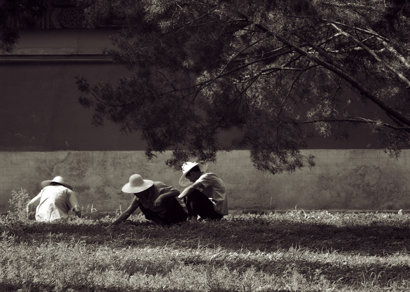 Weeding in The Temple of Heaven