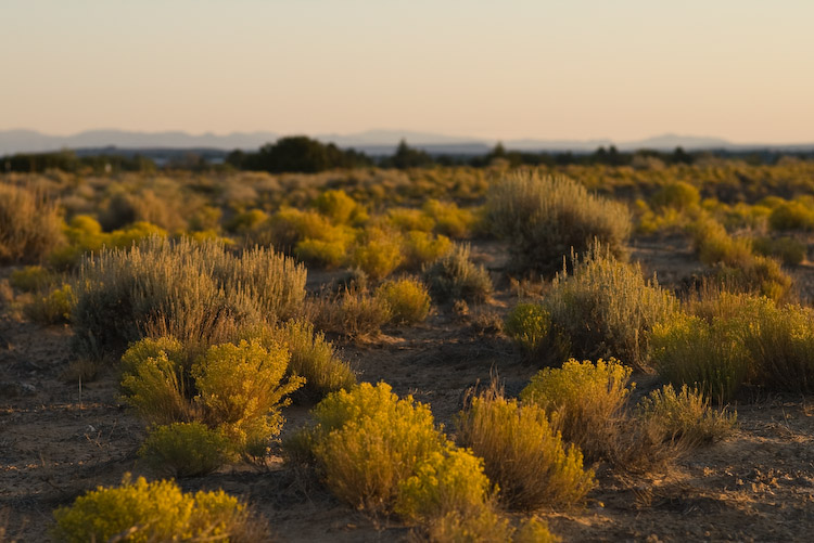 field of gold