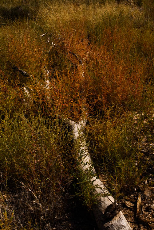 colorful burial