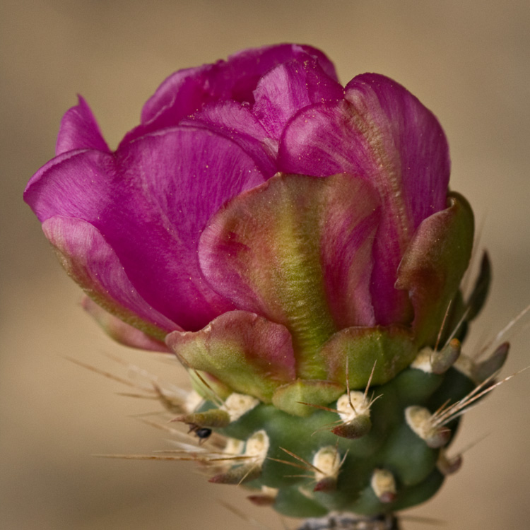 ocotillo blossom