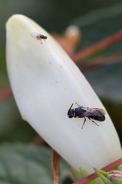 macro and micro