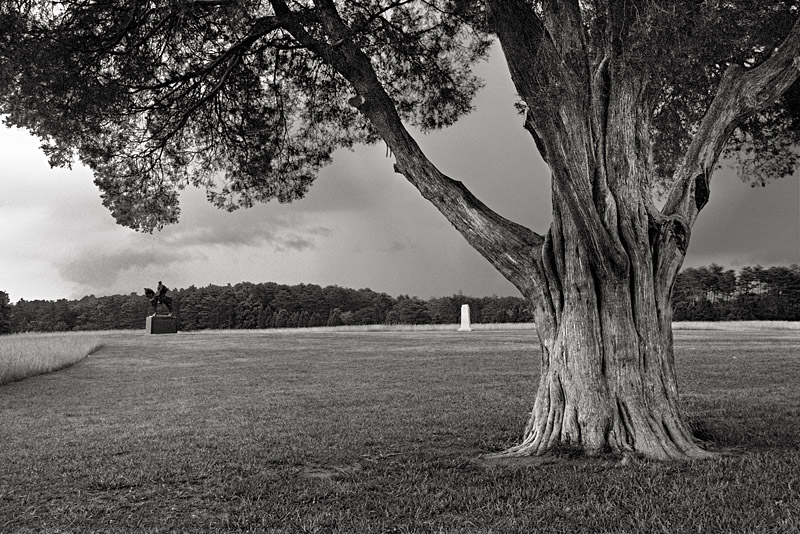 tree on battlefield