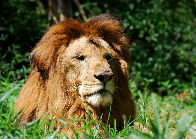 The King