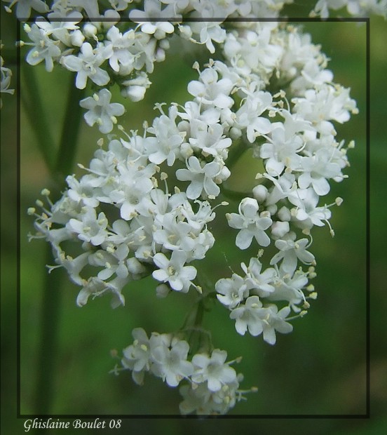 Valriane des vases