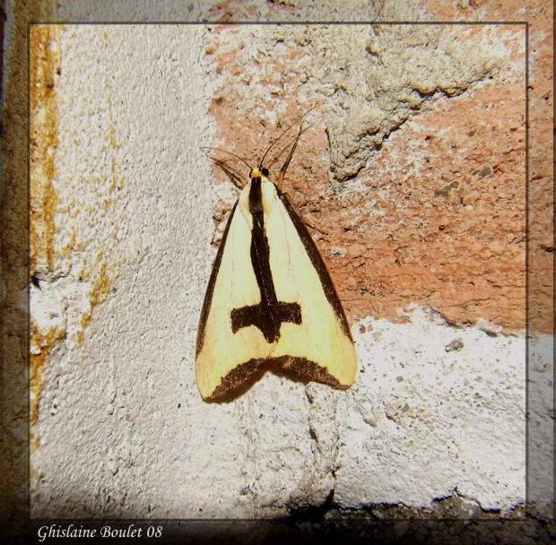 Haploa clymene