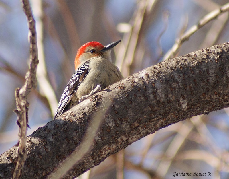 Pic  ventre roux (Red-bellied Woodpecker)