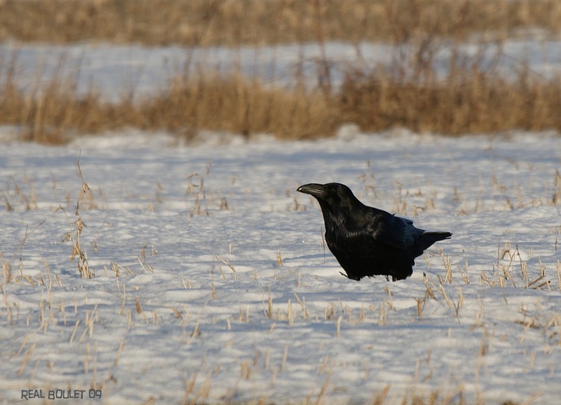 Grand Corbeau (Common Raven)