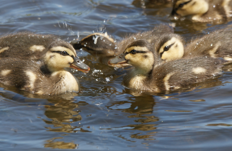 Canard colvert (Mallard)