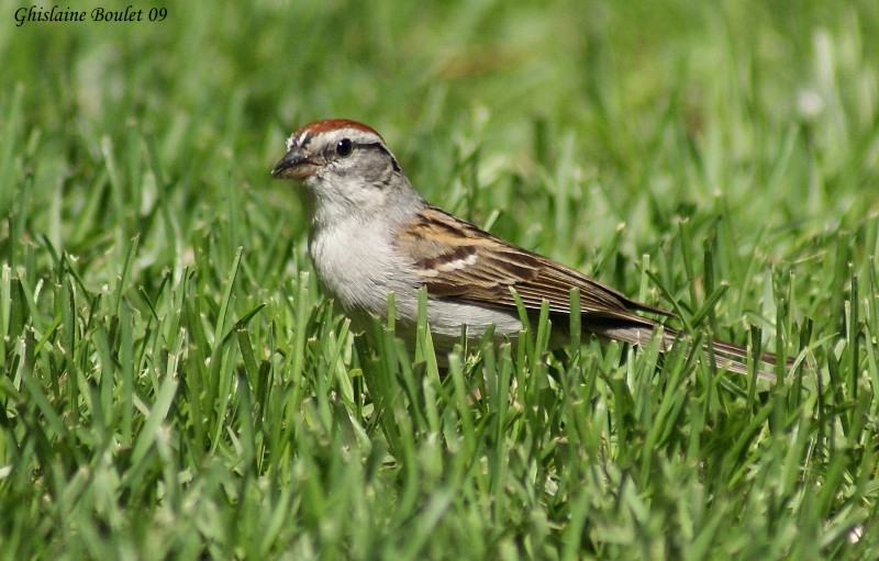 Bruant familier (Chipping Sparrow)