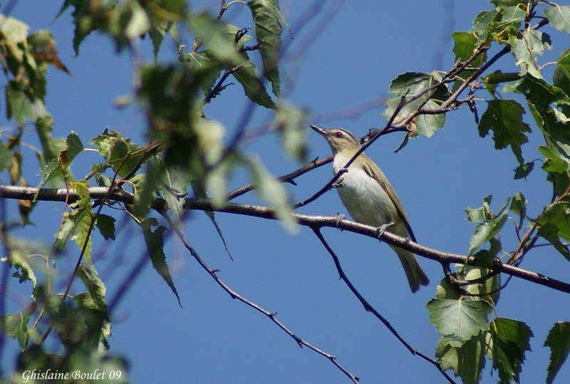 Viro aux yeux rouges (Red-eyed Vireo)