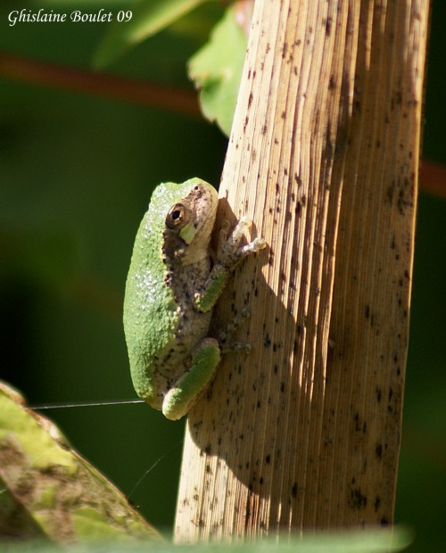 Rainette versicolore