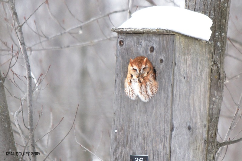 Petit-duc macul (Eastern Screech-Owl)