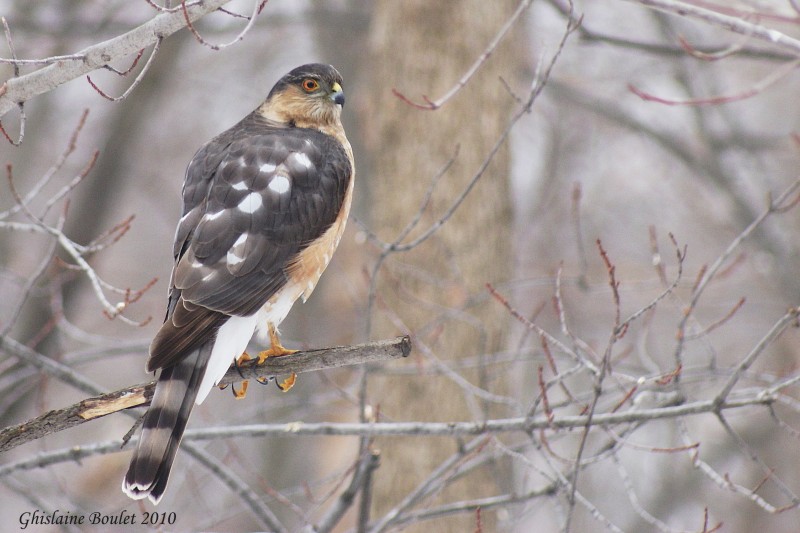 pervier brun (Sharp-shinned Hawk)