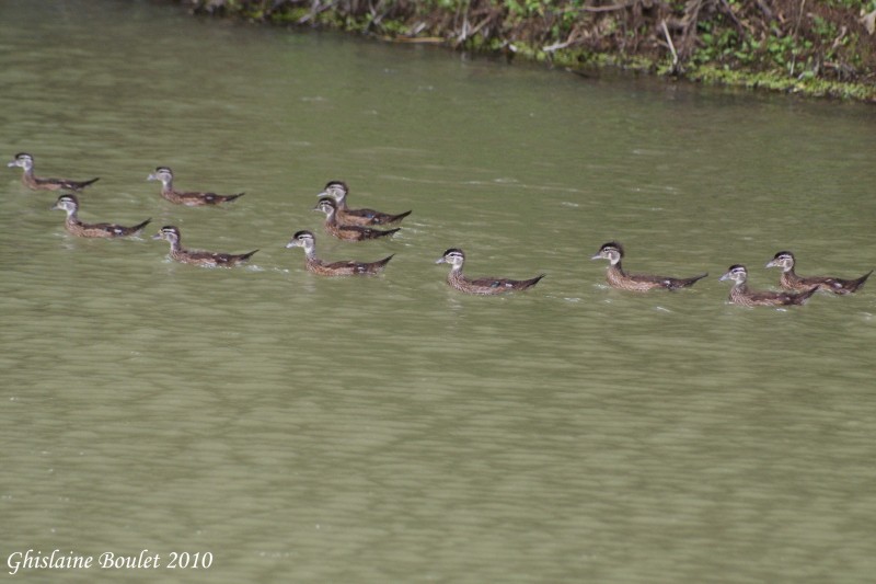 Canard branchu (Wood Duck)