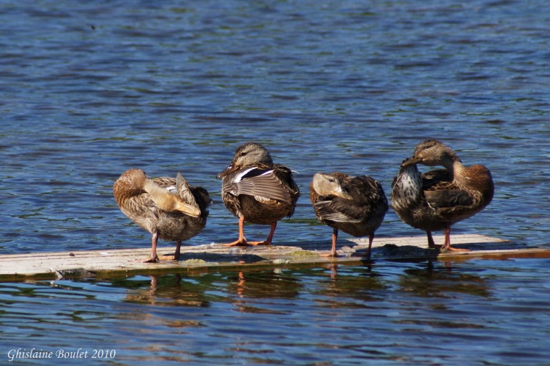 Canard colvert (Mallard)