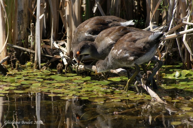 Gallinule dAmrique (Common Moorhen)