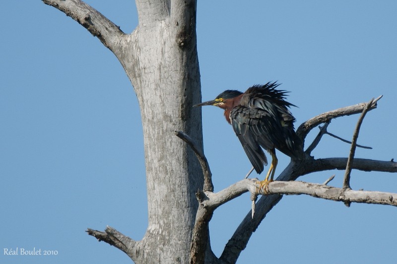 Hron vert (Green-backed Heron)