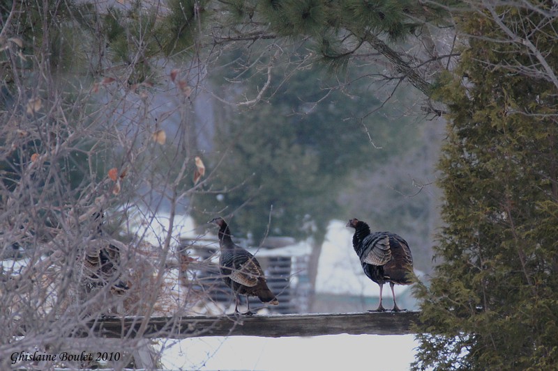 Dindon sauvage (Wild Turkey)
