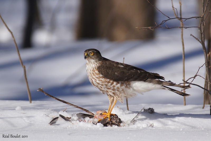 pervier brun (Sharp-shinned Hawk) (1 de 4)