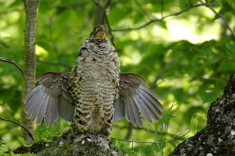 Glinotte huppe (Ruffed Grouse)