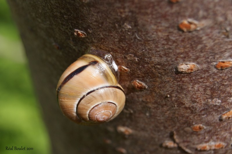 Escargot