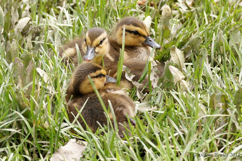 Canard colvert (Mallard)