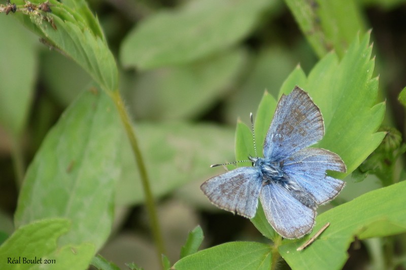 Bleu argent - Glaucopsyche lygdamus couperi