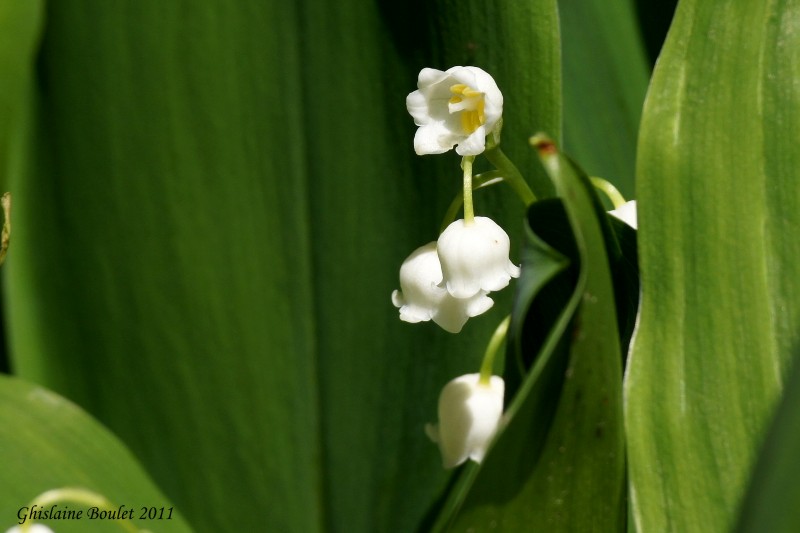 Muguet