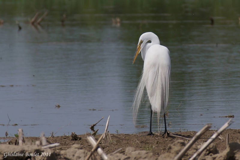 Grande Aigrette (Great Egret)