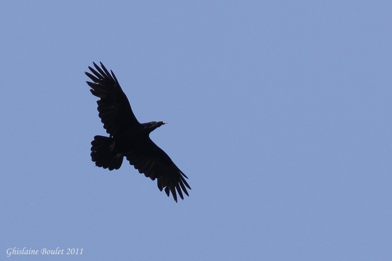 Grand Corbeau (Common Raven)