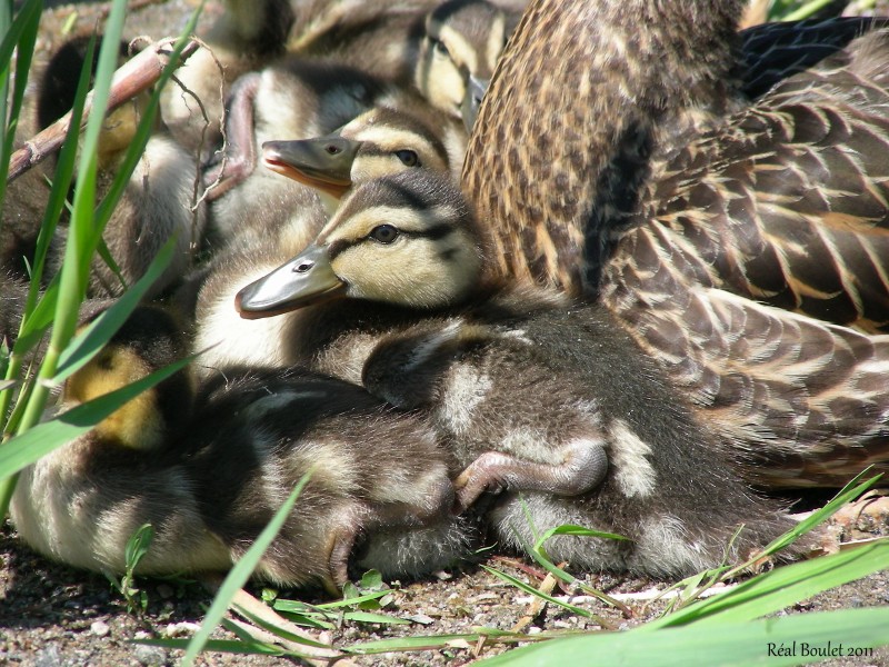 Canard colvert (Mallard)