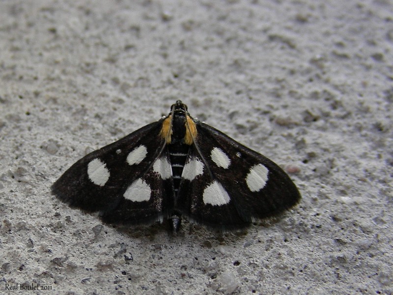 Alypie  huit points - Alypia octomaculata