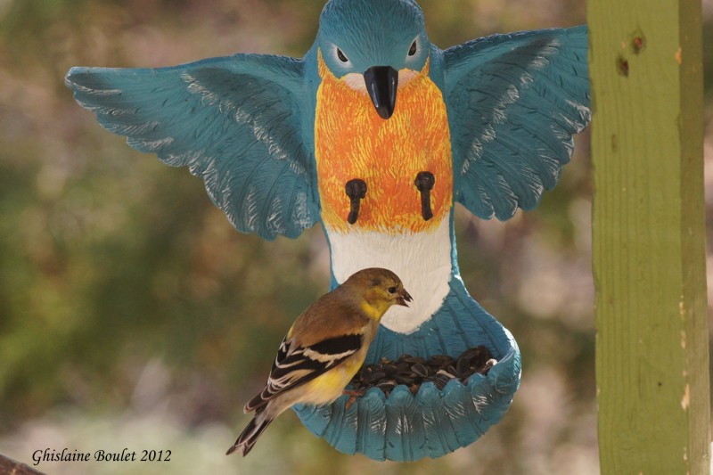 Chardonneret jaune (American Goldfinch)