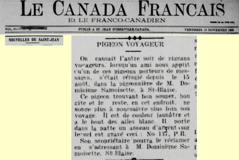 13 novembre 1908 - Pigeon ... pas si voyageur!