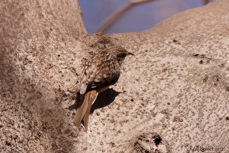 Grimpereau brun (Brown Creeper)