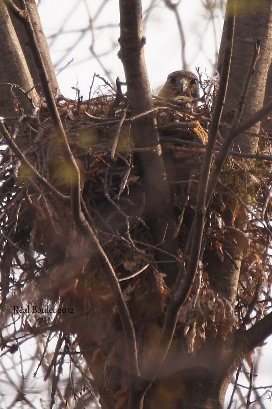 Buse  queue rousse (Red-tailed Hawk)