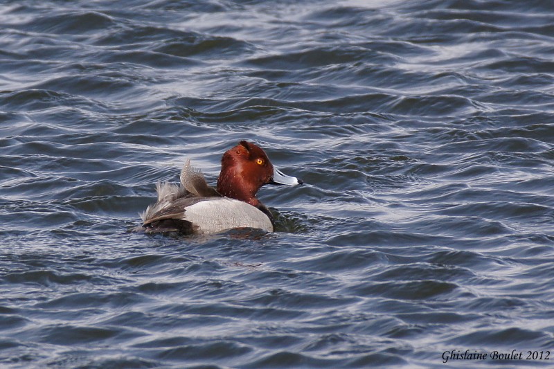 Fuligule  tte rouge (Redhead)