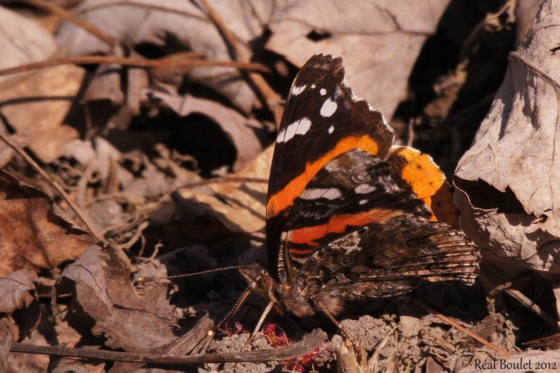 Vulcain - Vanessa atalanta rubria