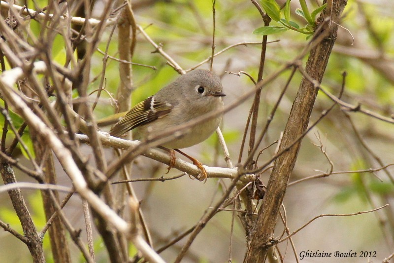 Roitelet  couronne rubis (Ruby-crowned Kinglet)