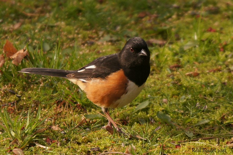 Tohi  flancs roux (Rufous-sided Towhee)