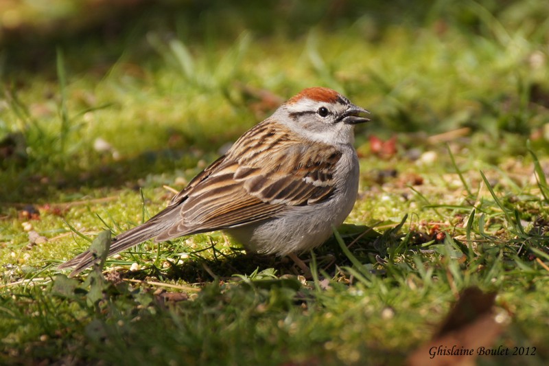 Bruant familier (Chipping Sparrow)